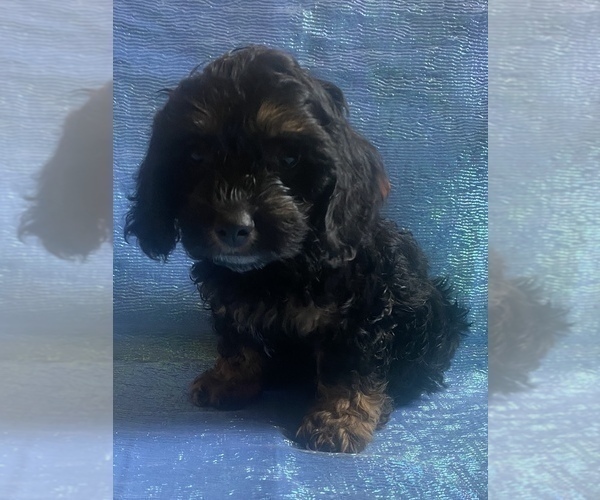 Medium Photo #35 Cock-A-Poo-Cockapoo Mix Puppy For Sale in LOVELAND, CO, USA