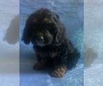 Small Photo #35 Cock-A-Poo-Cockapoo Mix Puppy For Sale in LOVELAND, CO, USA