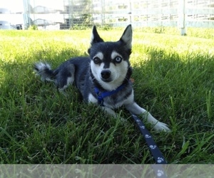 Alaskan Klee Kai Dog for Adoption in WILLIAMSBURG, Ohio USA