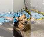 Small #1 Chow Chow Mix