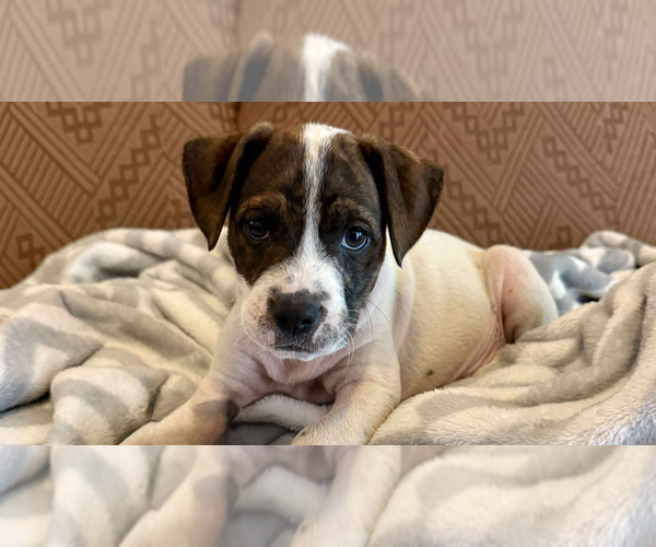 Medium Photo #1 Boxer-Unknown Mix Puppy For Sale in Tampa, FL, USA