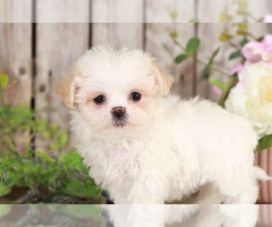 Zuchon Puppy for sale in MOUNT VERNON, OH, USA