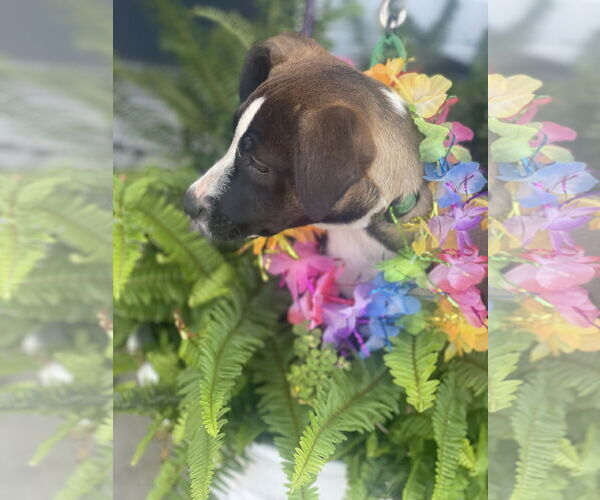 Medium Photo #10 Mutt Puppy For Sale in Mount Laurel, NJ, USA