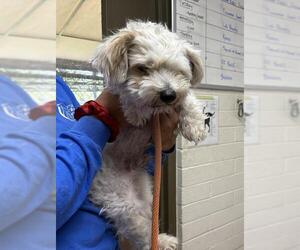 Maltese Dogs for adoption in Camarillo, CA, USA
