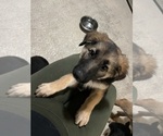 Small #4 German Shepherd Dog