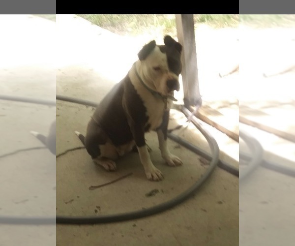 Medium Photo #17 American Bulldog Puppy For Sale in MACON, GA, USA