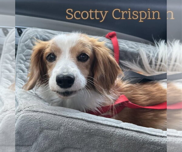 Medium Photo #9 Dachshund Puppy For Sale in San Antonio, TX, USA