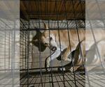 Small Carolina Dog Mix