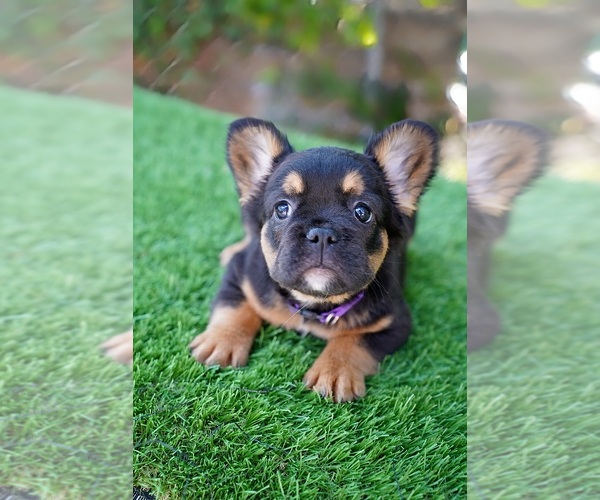 Medium Photo #4 French Bulldog Puppy For Sale in POMPANO BEACH, FL, USA