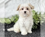 Small #1 Maltese