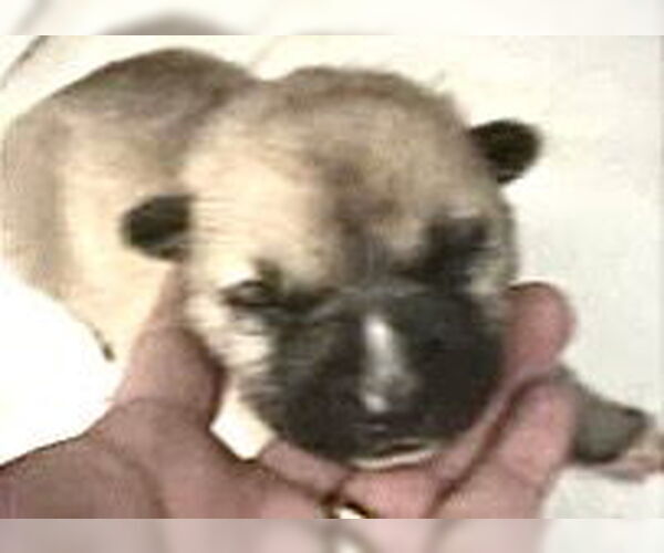 Medium Photo #1 Mutt Puppy For Sale in Houston, TX, USA