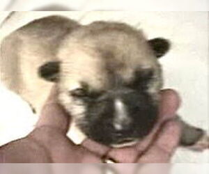 Mutt Dogs for adoption in Houston, TX, USA