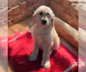 Goldendoodle (Miniature) Puppy for sale in LANCASTER, PA, USA