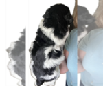 Small #1 Bernedoodle (Miniature)