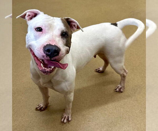 Medium Photo #1 Bull Terrier-Unknown Mix Puppy For Sale in Derwood, MD, USA