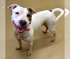 Medium Bull Terrier Mix