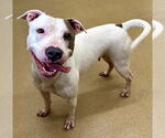 Small Bull Terrier Mix