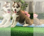 Small #2 Siberian Husky