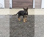Small #11 German Shepherd Dog