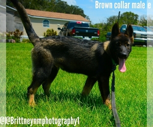 German Shepherd Dog-Siberian Husky Mix Puppy for sale in MULBERRY, FL, USA