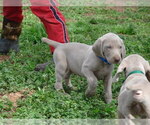 Small Photo #5 Weimaraner Puppy For Sale in AMORITA, OK, USA