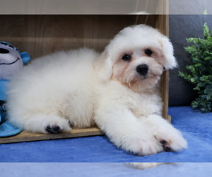Bichon Frise Puppy for Sale in SYRACUSE, Indiana USA