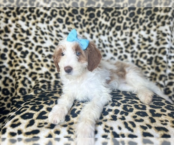 Medium Photo #9 Cavapoo Puppy For Sale in LAKELAND, FL, USA