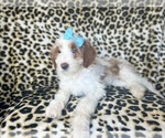 Small #8 Cavapoo
