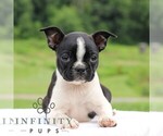 Small #5 Boston Terrier