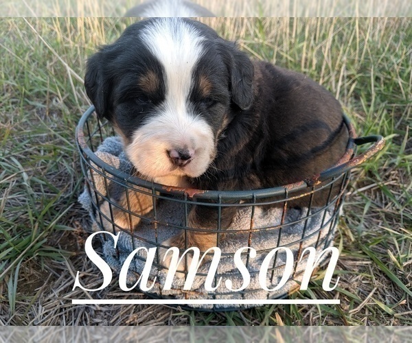Medium Photo #5 Bernese Mountain Dog Puppy For Sale in BONNERS FERRY, ID, USA