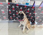 Small Akita