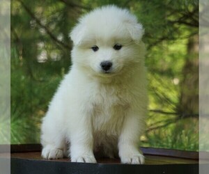 Samoyed Puppy for sale in FREDERICKSBURG, OH, USA