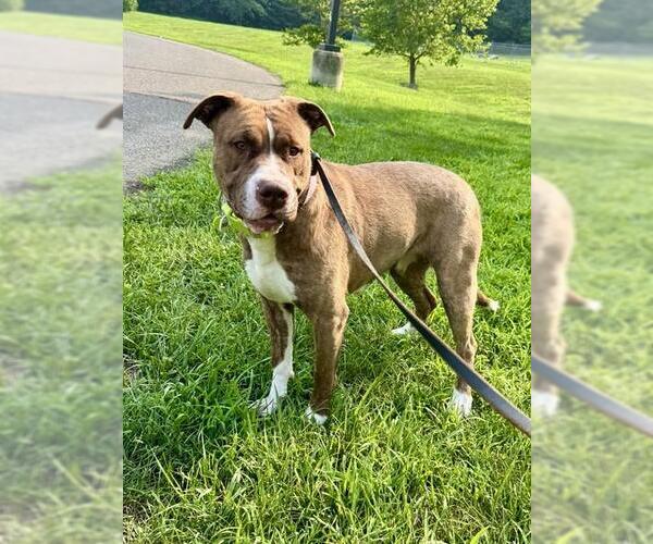 Medium Photo #2 Mutt Puppy For Sale in Forestville, MD, USA