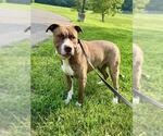 Small #1 Mutt