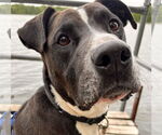 Small #26 American Pit Bull Terrier Mix
