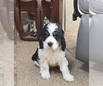 Small #1 English Springer Spaniel
