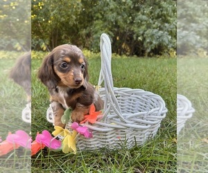 Dachshund Puppy for sale in MIDDLEBURY, IN, USA
