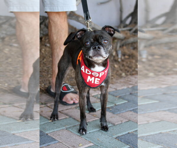 Medium Photo #11 Buggs Puppy For Sale in Mission Viejo, CA, USA