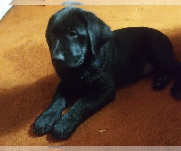 Medium Photo #6 Labrador Retriever Puppy For Sale in INKSTER, MI, USA