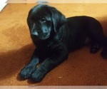 Small Photo #6 Labrador Retriever Puppy For Sale in INKSTER, MI, USA