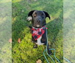 Small #19 Labrador Retriever Mix