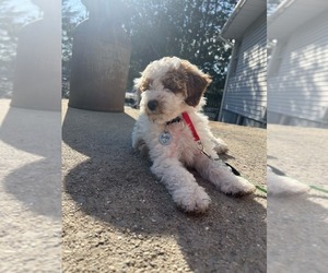 Poodle (Miniature) Puppy for sale in ALPENA, MI, USA