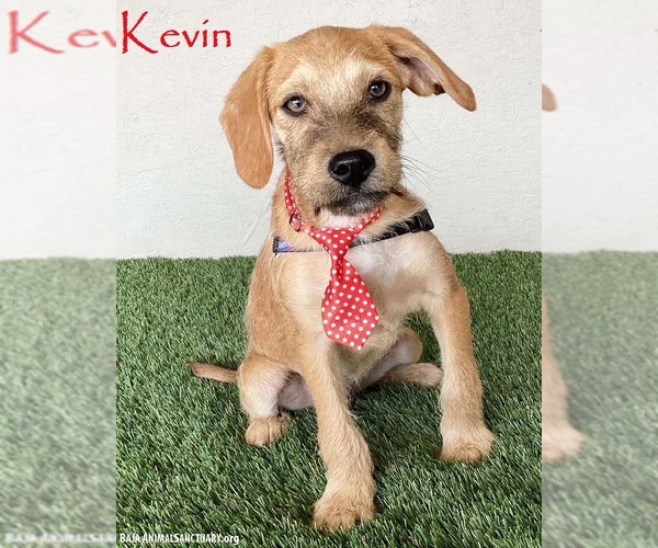 Medium Photo #1 Mutt Puppy For Sale in San Diego, CA, USA