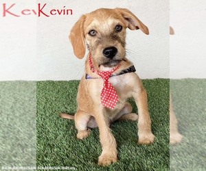 Mutt Dogs for adoption in San Diego, CA, USA