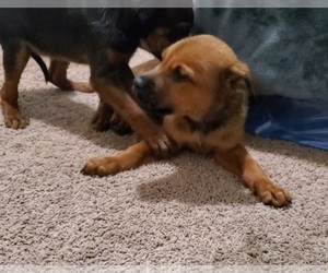 Belgian Malinois-Rottweiler Mix Puppy for sale in SACRAMENTO, CA, USA