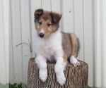 Small Collie