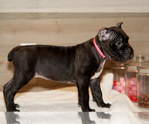 Medium Photo #6 Cane Corso Puppy For Sale in PORTERVILLE, CA, USA
