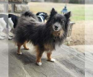Pomeranian Mix Dog for Adoption in Boston, Massachusetts USA