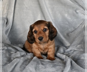 Dachshund Puppy for Sale in FREDERICKSBURG, Ohio USA