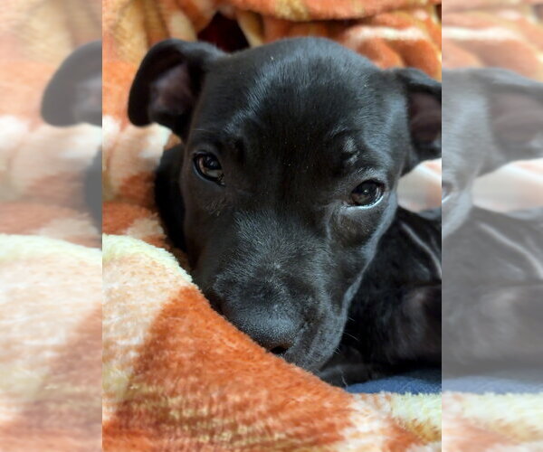 Medium Photo #2 Mutt Puppy For Sale in Evansville, IN, USA